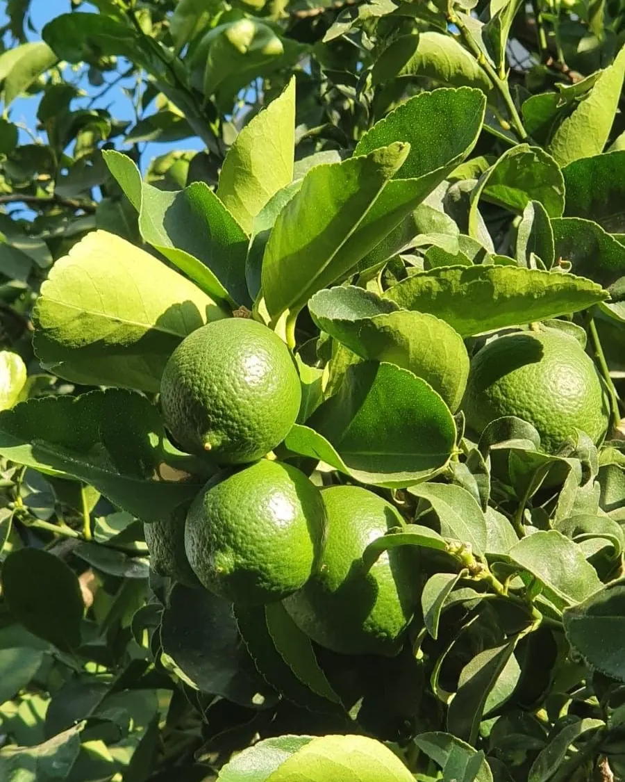 Citrons verts sur l'arbre