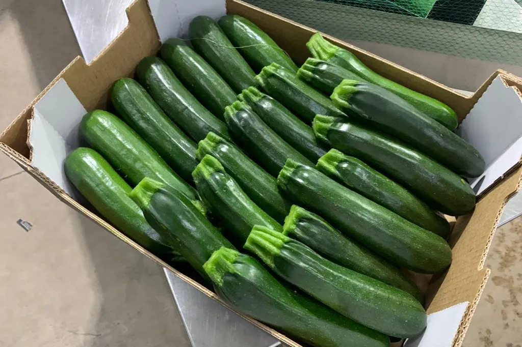 Courgette verte — Soussprod