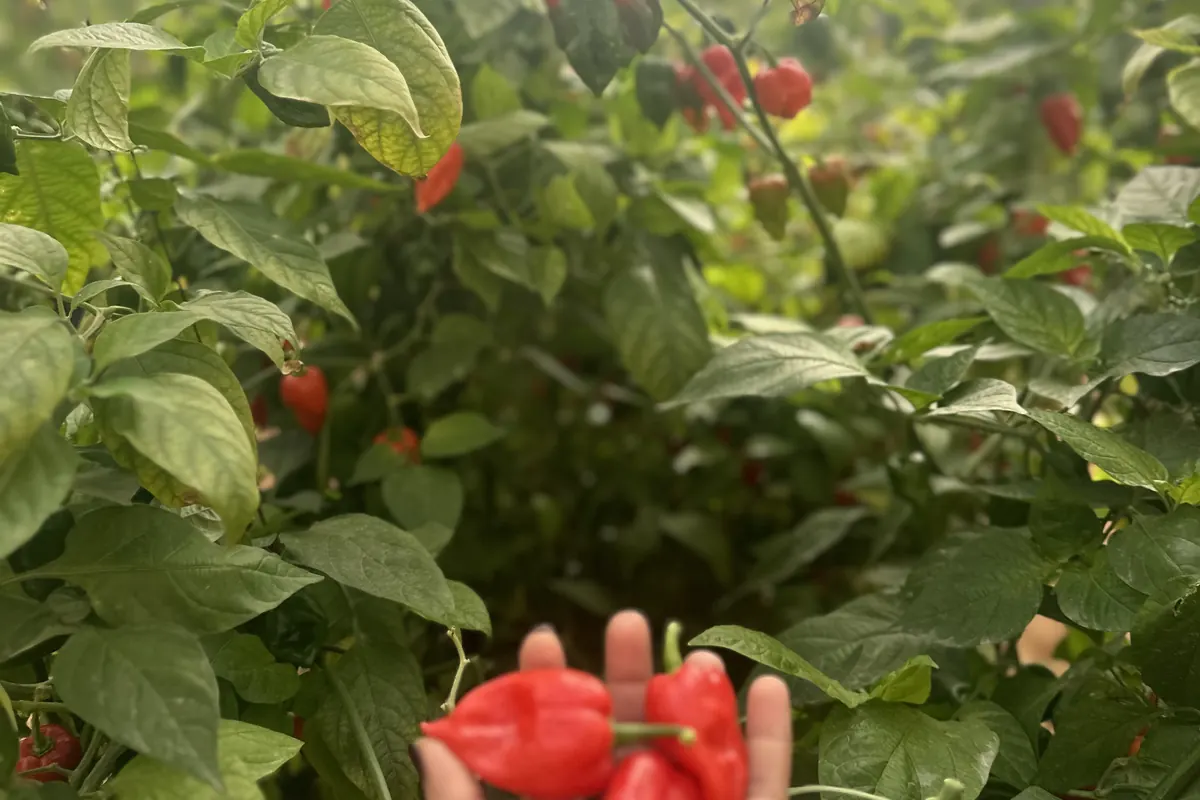 Piment fort — Soussprod