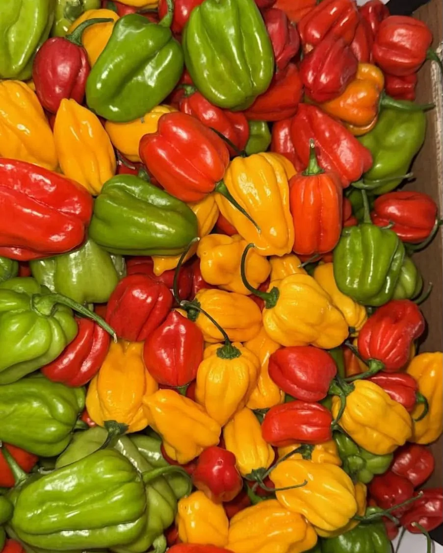 Piments habanero verts, jaunes et rouges en carton