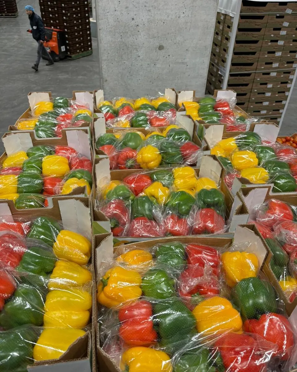 Poivrons carrés rouges, jaunes et verts ensachés, en station