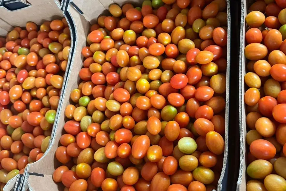 Tomate cerise ronde — Soussprod