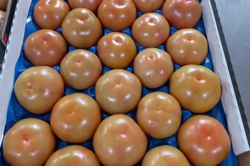 Tomate ronde — Soussprod