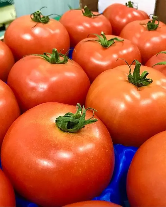 Tomates rondes en alvéoles